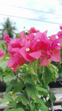 Vibrant pink bougainvillea flowers bloom amidst lush green leaves on a sunny day.