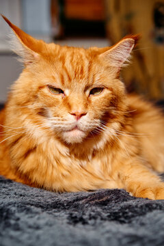 Close-up view of a serene orange cat resting on a textured gray rug, showcasing fluffy fur, relaxed expression, and warm lighting. Ideal for pets, home decor, and lifestyle stock photography.