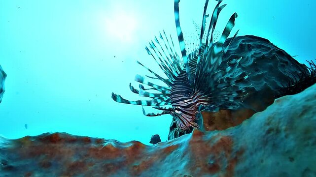 Low-angle view of a lionfish, Pterois volitans, resting on a coral reef with the open lagoon behind.