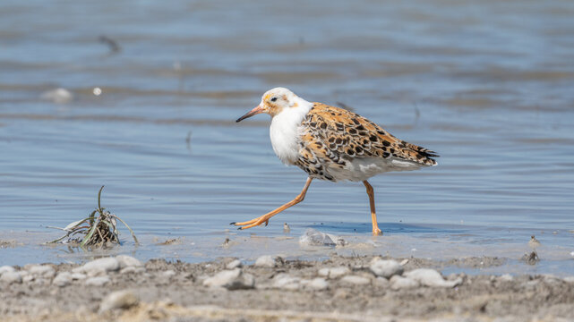 Kampfl&auml;ufer (Calidris pugnax) l&auml;uft im Prachtkleid am Ufer eines Sees
