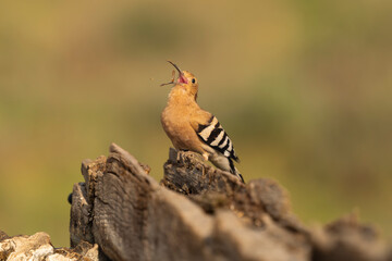 Eurasian hoopoe (Upupa epops) catching a larva mid-air on a log in El Taray, Spain. Wildlife stock photography. © PIOTR