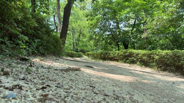 Peaceful dirt walking path through a dense summer green forest with sunlit foliage