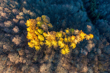 Kolor jesieni żółty © Maciej G. Szling