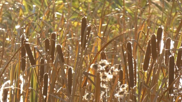 Common cattail stems standing with dry reed grass in marshland ecosystem. Airborne fluff flying as seasonal allergy trigger. Medium shot, calm atmosphere. Preservation and harmony concepts.