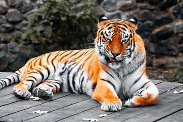 Fototapeta premium A majestic tiger rests on a wooden deck inside a zoo enclosure. Its orange coat and black stripes create a striking contrast with the rocky backdrop, embodying calm wildlife beauty.