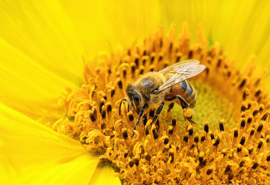 Macro shot of a honey bee collecting nectar and pollen on a vibrant yellow sunflower blossom