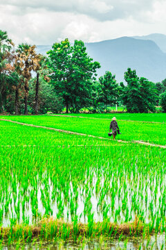 Thai farmer in green rice field