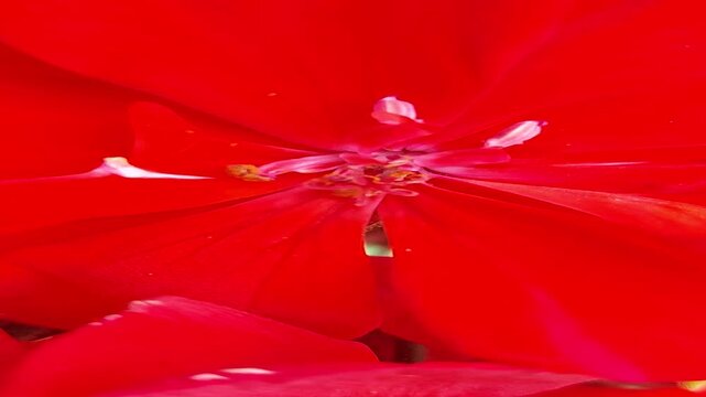 Macro close-up of vibrant red geranium flower petals and stamen