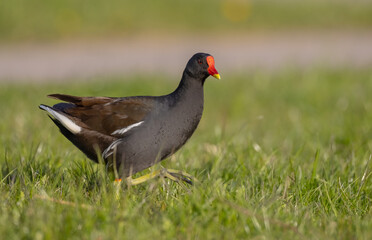 Obraz premium The common moorhen - adult bird in spring