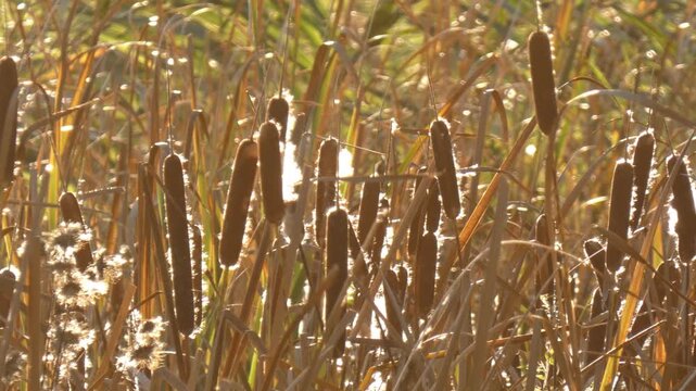 Wild cattails and reed stalks in swamp biotope. Soft fluff flying through air as respiratory pollen allergy trigger. Medium shot, peaceful atmosphere, camera pan. Clarity and awareness.