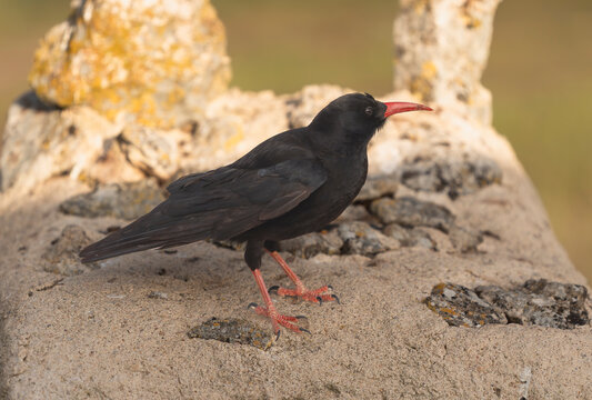 Red-billed chough (Pyrrhocorax pyrrhocorax) with bright red bill and legs perched on stones in El Taray, Spain. Crisp close-up of a corvid for nature and wildlife stock.
