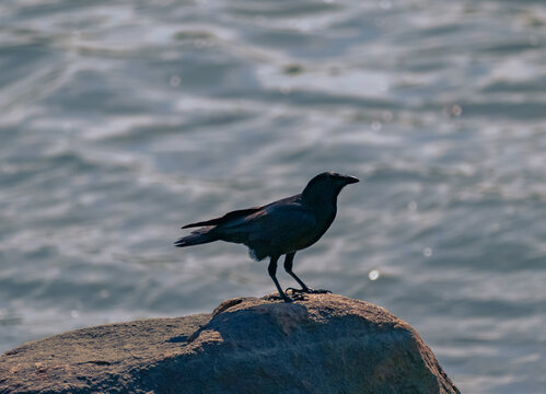 crow on the beach
