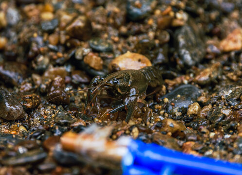 crawfish in the river