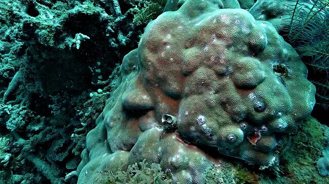 Slow close-up of a Christmas tree worm (Spirobranchus giganteus) rapidly retracting into its tube as a potential threat approaches on a tropical coral reef.