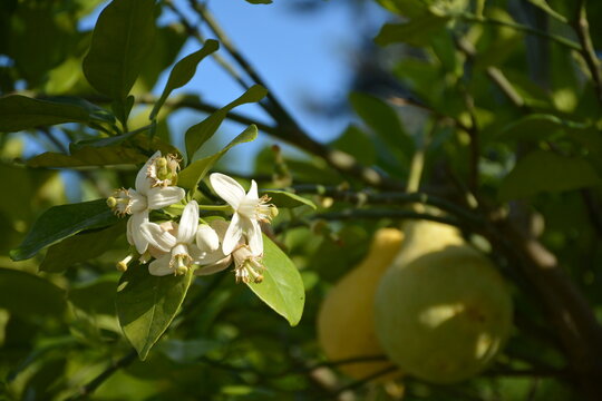 Fruit and flowers of сitrus maxima on a tree outdoors