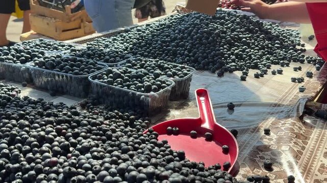 blueberries at the market the seller pours out a large amount of blueberries they pick it up with a red scoop delicious food in Moldova at the market
