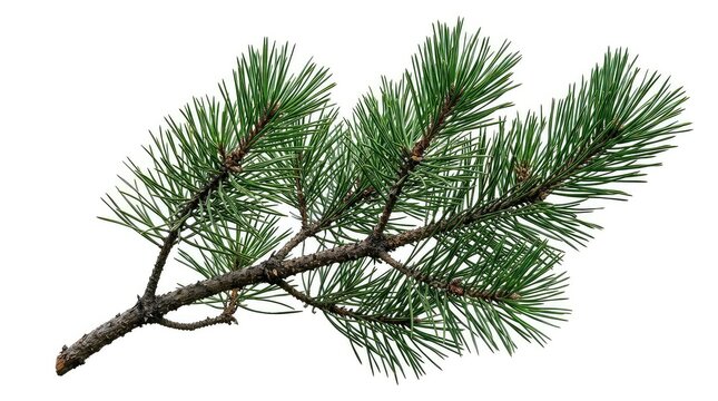 Close up of fresh green pine tree branch with long needles on white background