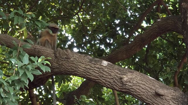Capped Langur Sitting on a Thick Tree Branch and Scratching Its Back Amidst Lush Green Leaves While Foraging in a Tropical Forest