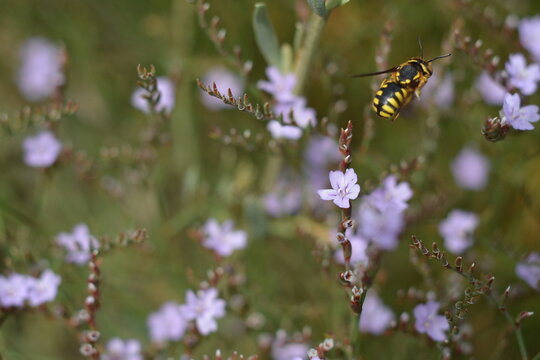 A yellow-striped wasp flies away from the small purple flowers of limonium bungei