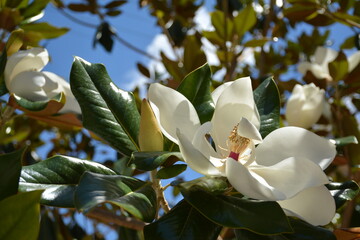 Beautiful, large, glossy white magnolia flowers on the tree © Olena