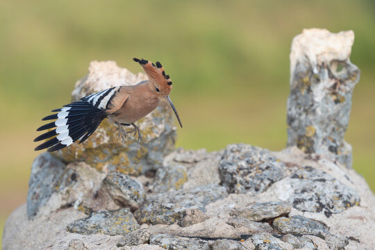 Eurasian hoopoe (Upupa epops) in El Taray, Spain. Mid-flight action shot of a hoopoe landing on a stone wall, showcasing its distinctive crest and striped wing feathers.