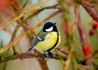Obraz premium Great Tit Sitting On Bush Branch