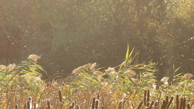 Fluff seeds flying through air from reed field in golden backlight. Floating seed pods moving as a metaphor for data network. Wide shot, magical atmosphere. Interconnection and freedom concepts.