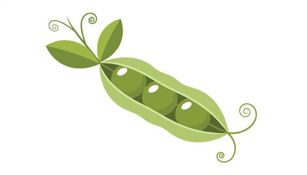 Single green pea pod featuring three round peas inside with curly vines and leaves in a clean and simple vector illustration.
