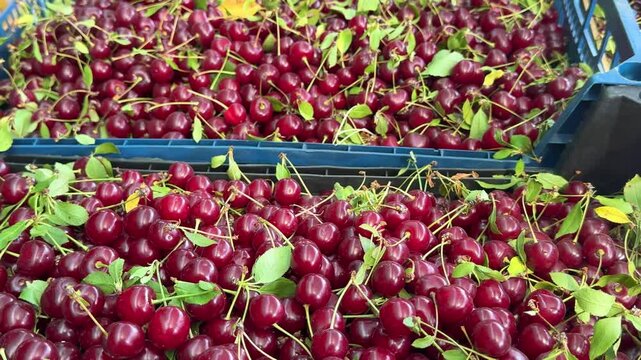fresh cherries just picked from the tree in blue-gray boxes with leaves