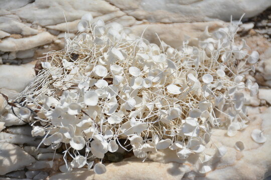 Dried white acetabularia algae on a white sea stone