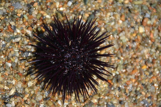 Spiny sea urchin (Echinoidea) on small sea stones. Top view.