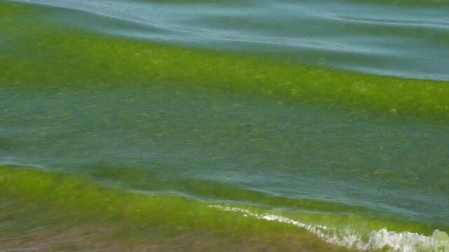 Green sea wave with white foam crashing on sandy shore. Concept of ecological bloom in summer season.