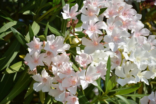 Close-up of white and pale pink oleander flowers on the bush