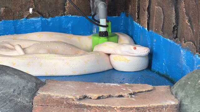 Albino python coiled on a blue-painted concrete floor with water trickling over its body.