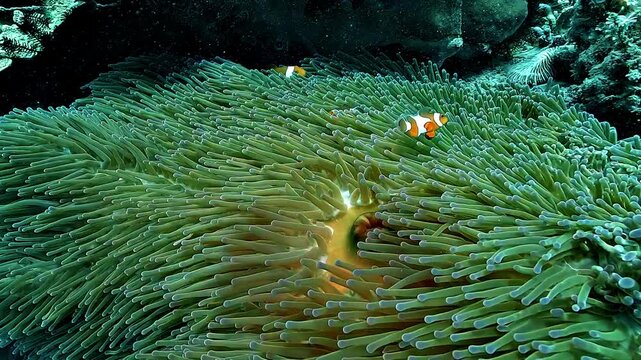 Two clownfish, known as Nemo fish (Amphiprion spp.), shelter among the waving tentacles of a green sea anemone gently swaying in the current.