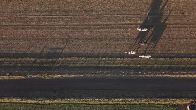 Aerial view of horses and riders casting long shadows across the fields near Hill of Tarvit in Cupar, Scotland, United Kingdom.