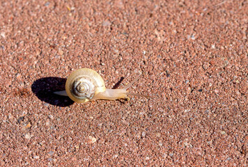 Small land snail with a spiral shell crawling across rough reddish pavement in bright sunlight, casting a clear shadow on the textured ground © ravital