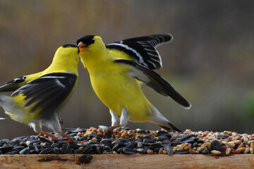 Some goldfinches in the garden, Sainte-Apolline, Québec, Canada © Claude Laprise