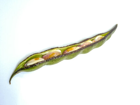 Fresh Vicia Faba (Broad Bean) Pod with Seeds Isolated 