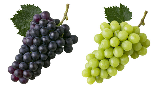 Dark purple and green grapes with leaves on stems