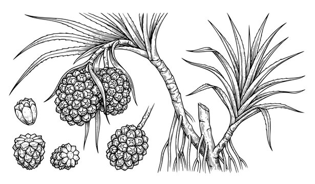 Pandan Fruit Botanical Coloring Page Vector Illustration EPS10