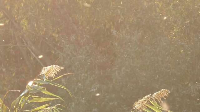 Countless airborne seeds drifting in wind over swamp canopy. Glowing gold particles moving in backlight as data processing metaphor. Medium shot, ethereal atmosphere. Infinity.