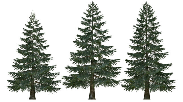 Three green pine trees with dense branches and textured bark