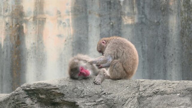 Couple of Japanese macaque grooming with each other in a zoo.