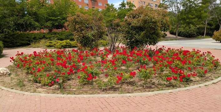 Parterre circular con flores de amapolas de color rojo, rodeado por un camino de ladrillo y con un fondo de &aacute;rboles y arbustos de color verde, en un jard&iacute;n de un parque p&uacute;blico urbano 