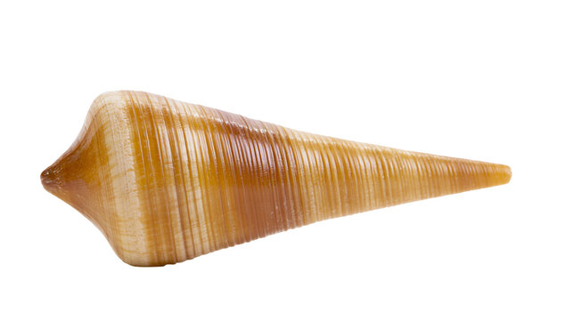 Pointed spiral seashell with vertical ridges and brown and beige stripes