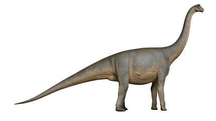 Sauropod dinosaur with long neck and tail, gray skin texture © Patricia