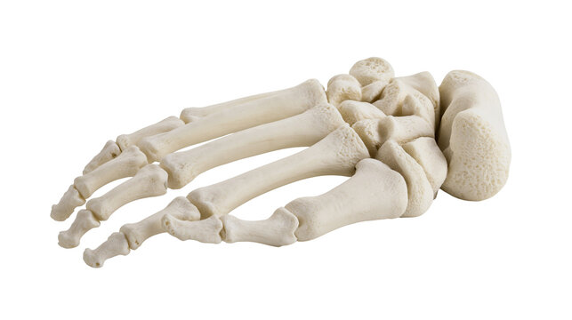 Human foot skeleton anatomy tarsals metatarsals, phalanges
