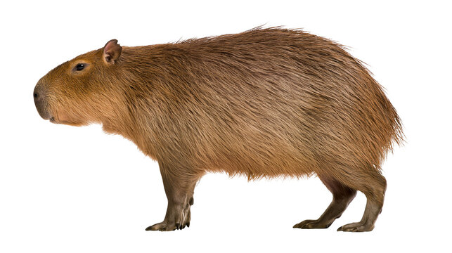 Capybara rodent with brown fur standing profile view