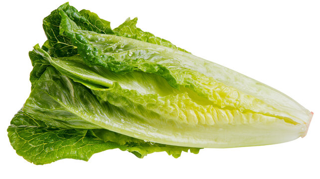 Fresh green romaine lettuce head with water droplets